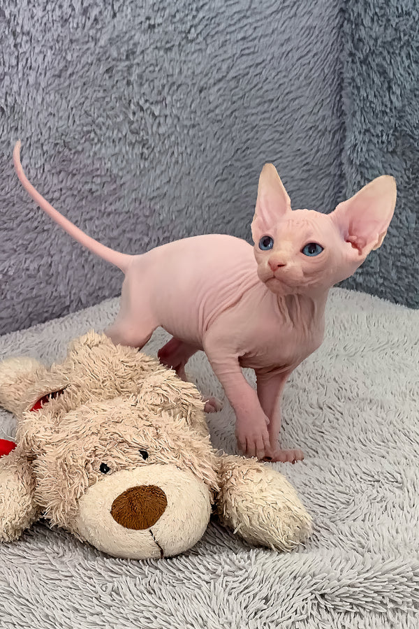 Samantha | Canadian Sphynx Kitten