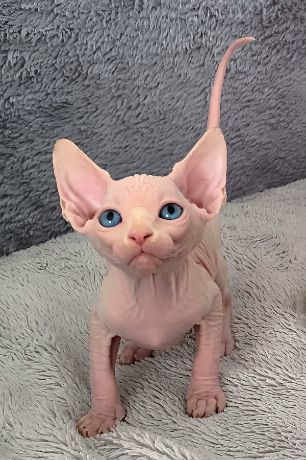 Samantha | Canadian Sphynx Kitten