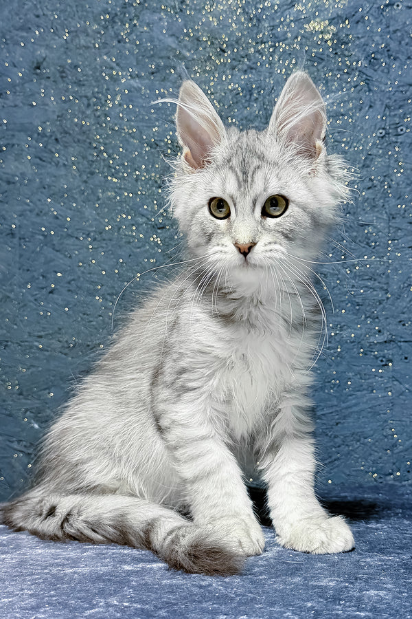Sharm | Maine Coon Kitten