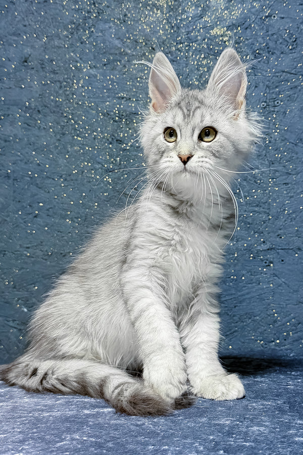 Sharm | Maine Coon Kitten
