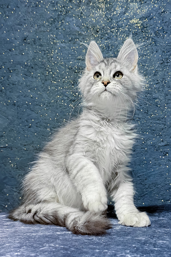 Sharm | Maine Coon Kitten