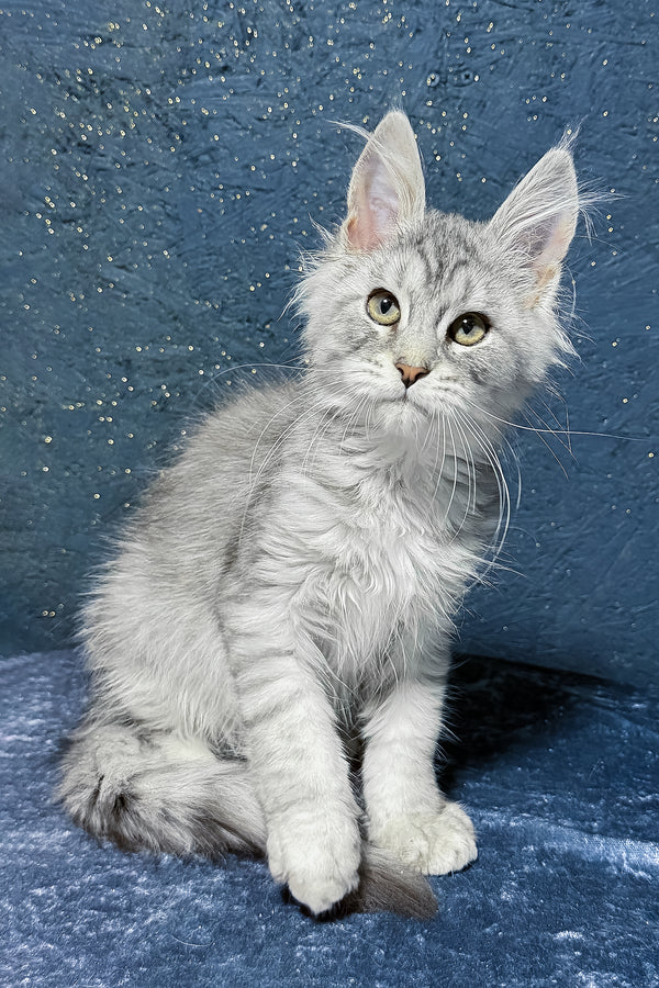 Sharm | Maine Coon Kitten