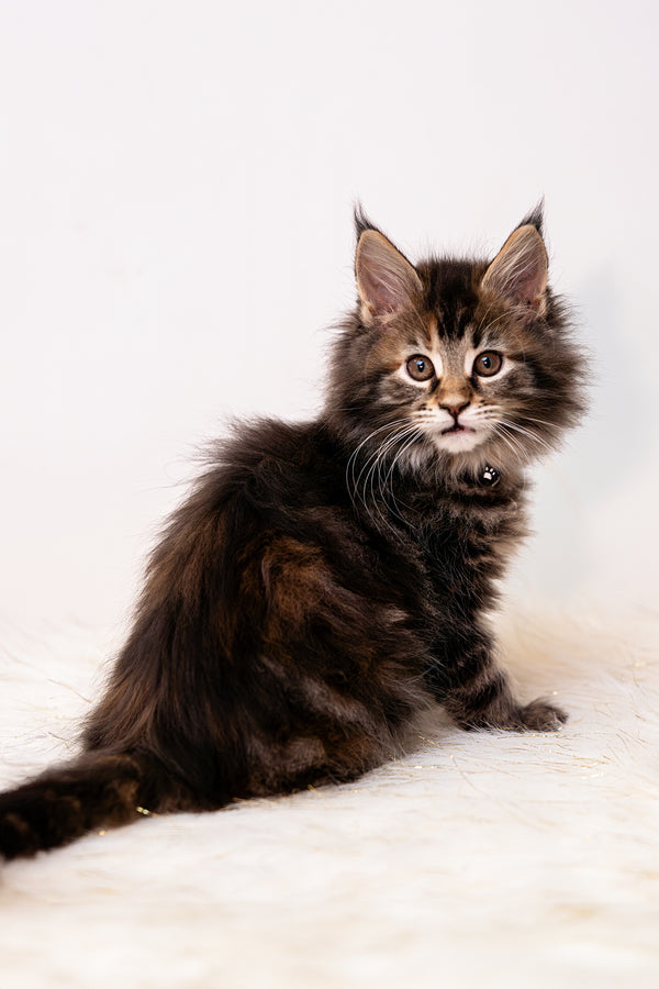 Zoey | Maine Coon Kitten