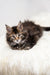 Zoey | Maine Coon Kitten