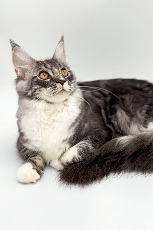 Rosie | Maine Coon Kitten