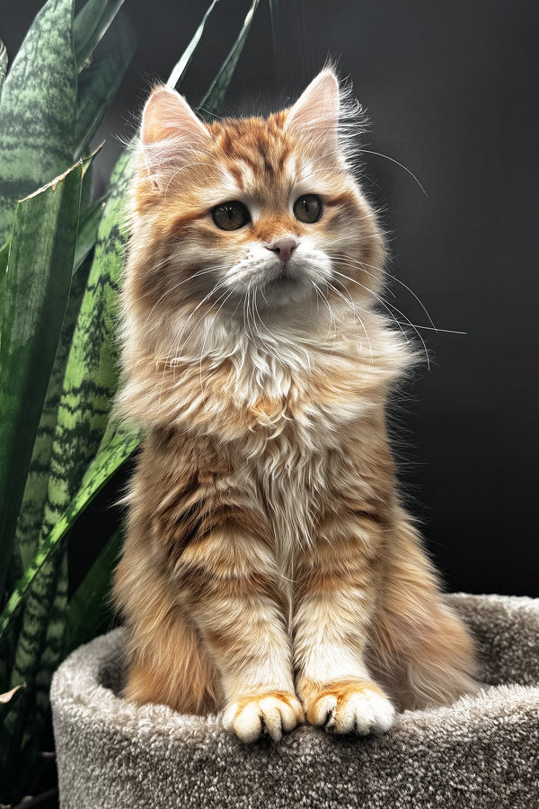 Wanessa | Siberian Kitten