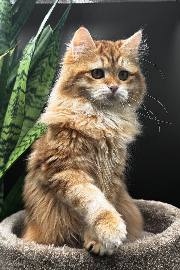 Wanessa | Siberian Kitten