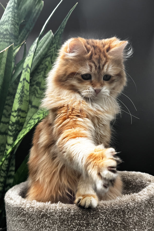 Wanessa | Siberian Kitten