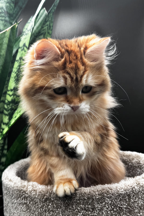 Wanessa | Siberian Kitten