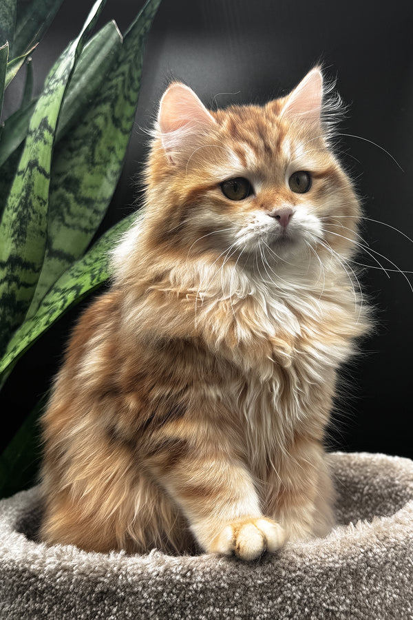 Wanessa | Siberian Kitten