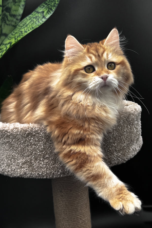 Wanessa | Siberian Kitten