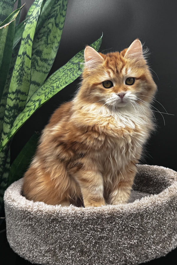 Wanessa | Siberian Kitten