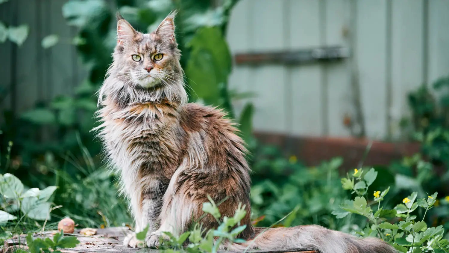 Exploring the majestic maine coon personality: a deeper look into gentle giants of cat world