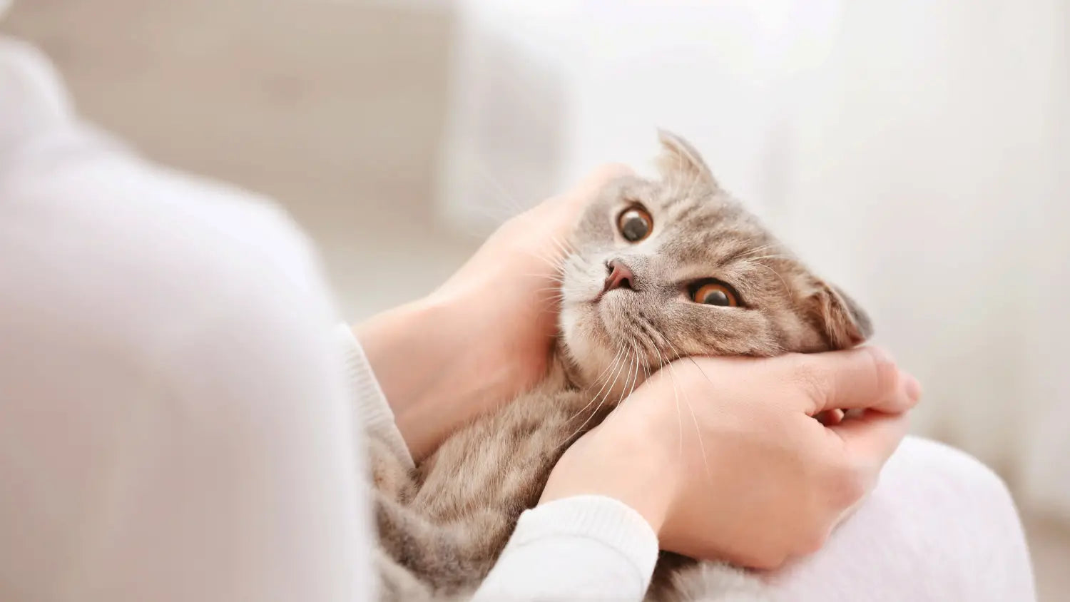 Kitten care basics: what every new parent should know