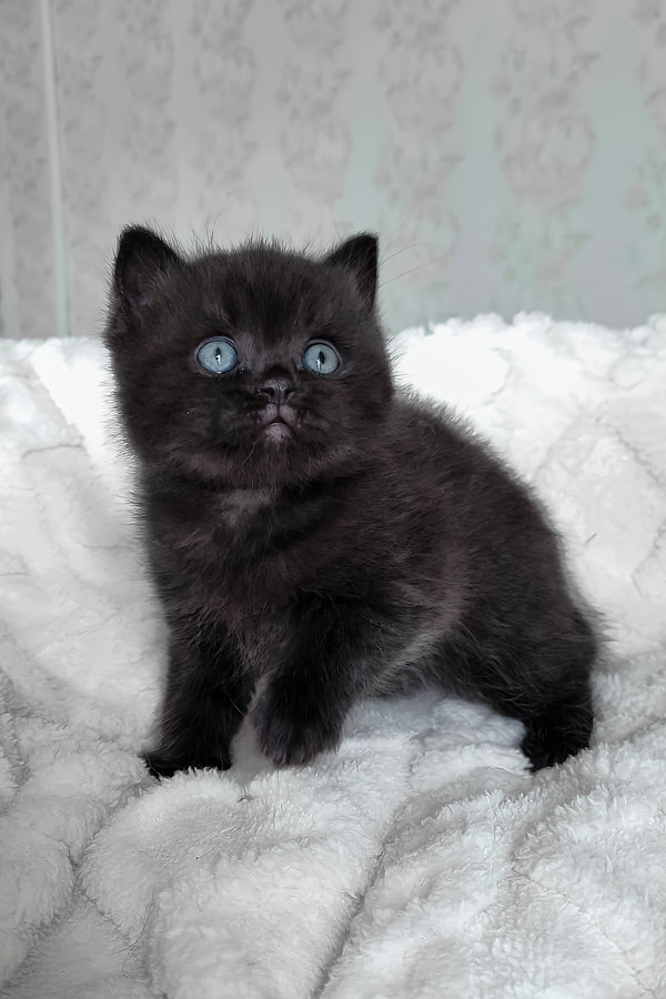 Cosmos | British Shorthair Kitten