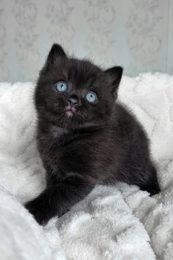 Cosmos | British Shorthair Kitten
