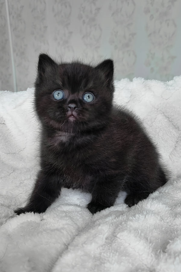 Cosmos | British Shorthair Kitten