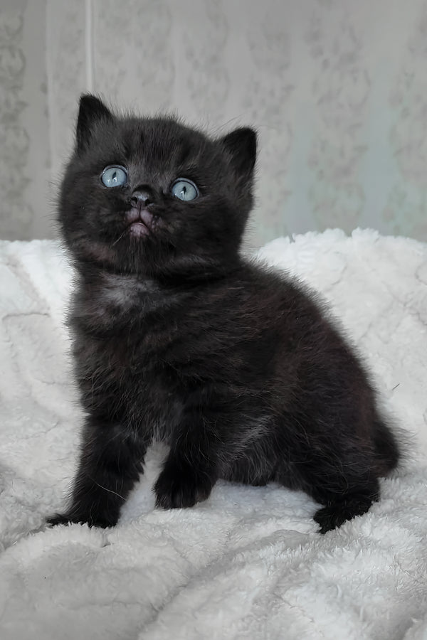 Cosmos | British Shorthair Kitten
