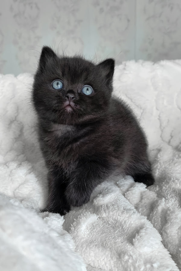 Cosmos | British Shorthair Kitten