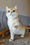 Eliza | British Shorthair Kitten