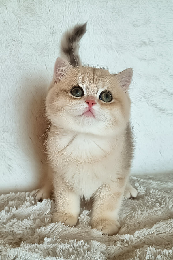 Gerda | British Shorthair Kitten