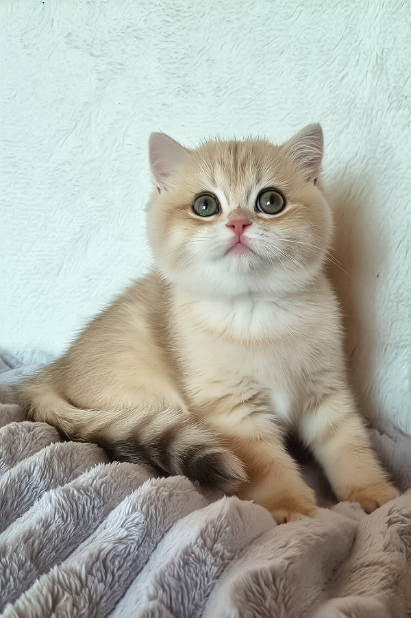 Gerda | British Shorthair Kitten