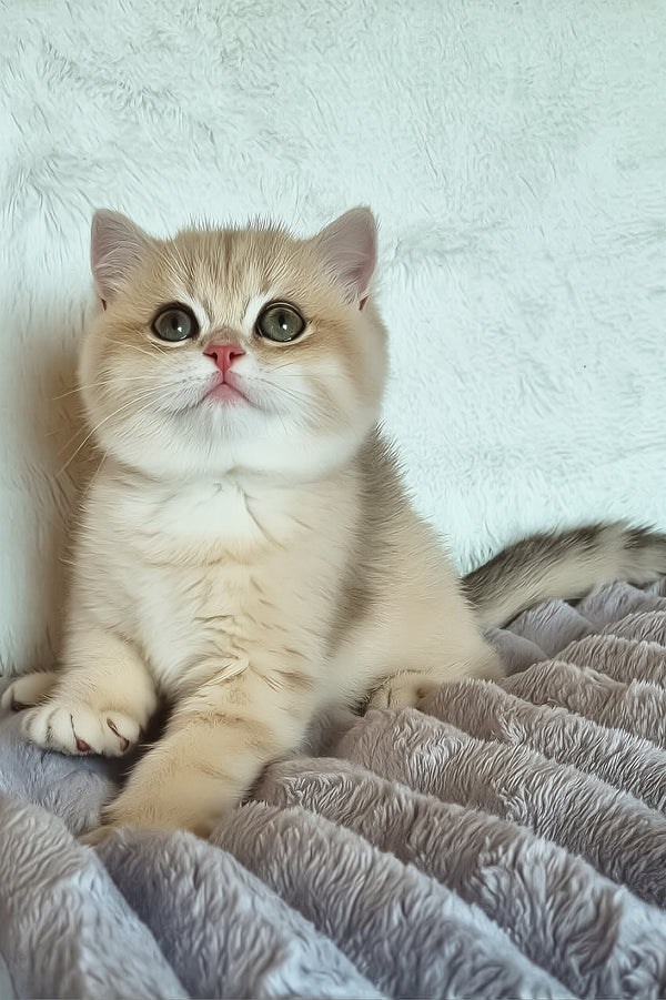 Gerda | British Shorthair Kitten