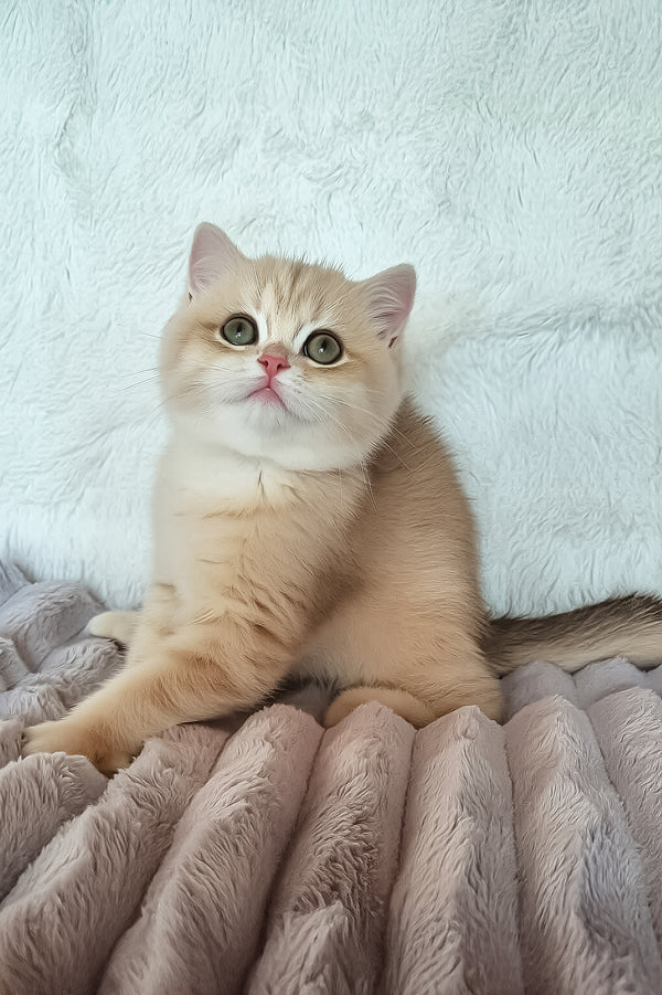 Gerda | British Shorthair Kitten