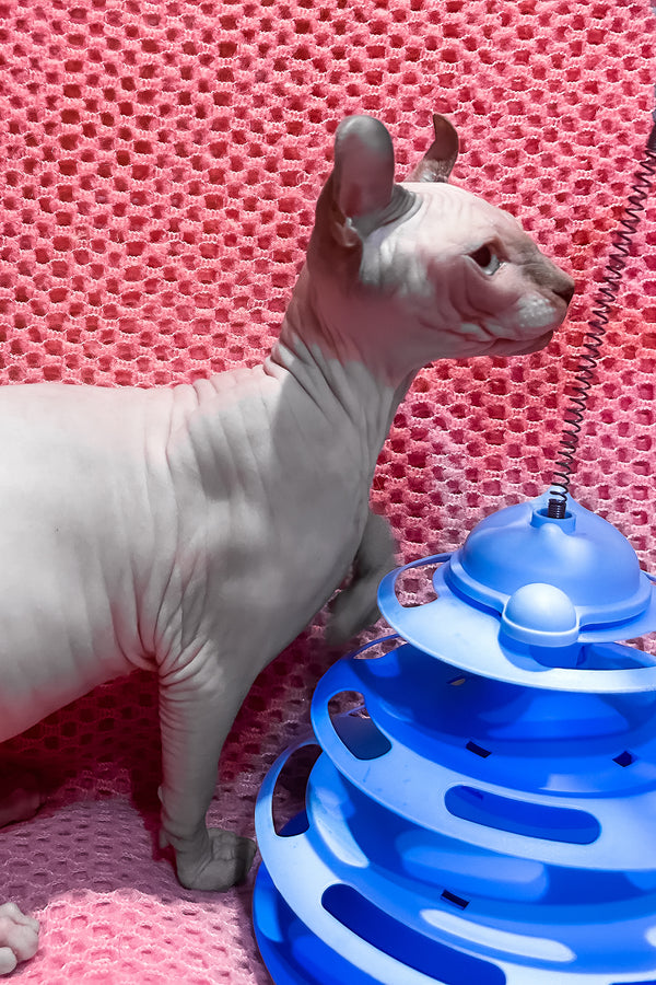 Alisa | Elf Sphynx Kitten