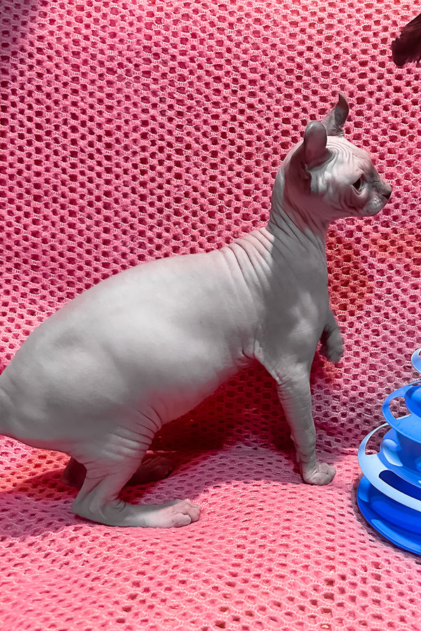 Alisa | Elf Sphynx Kitten