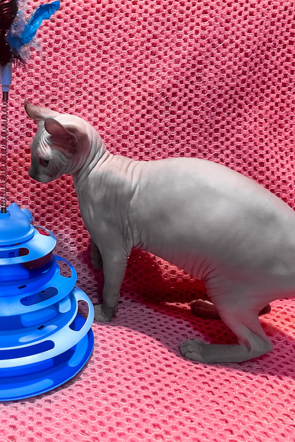 Alisa | Elf Sphynx Kitten