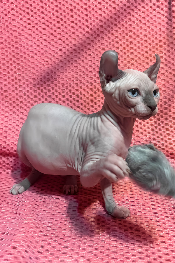 Alisa | Elf Sphynx Kitten