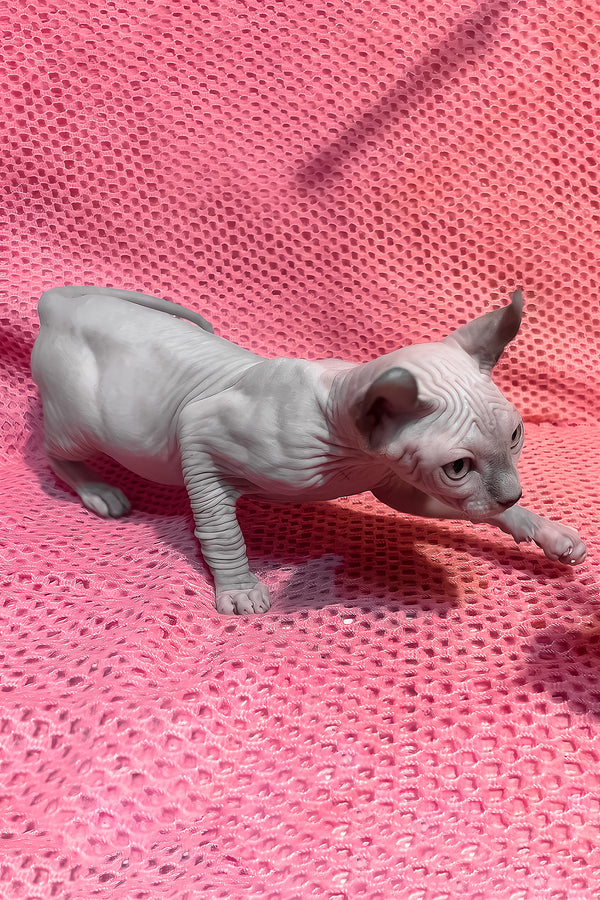 Alisa | Elf Sphynx Kitten