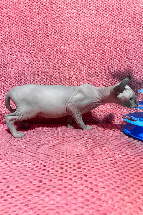 Alisa | Elf Sphynx Kitten