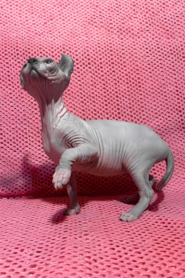 Alisa | Elf Sphynx Kitten
