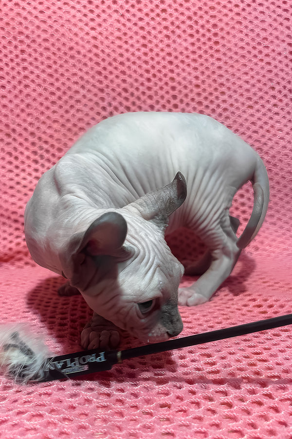 Alisa | Elf Sphynx Kitten