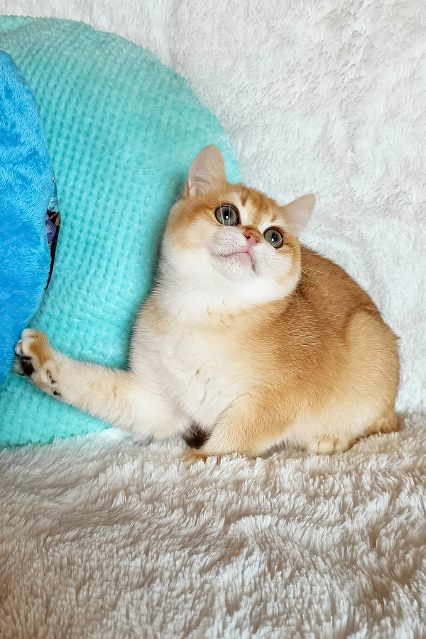 Lev | British Shorthair Kitten