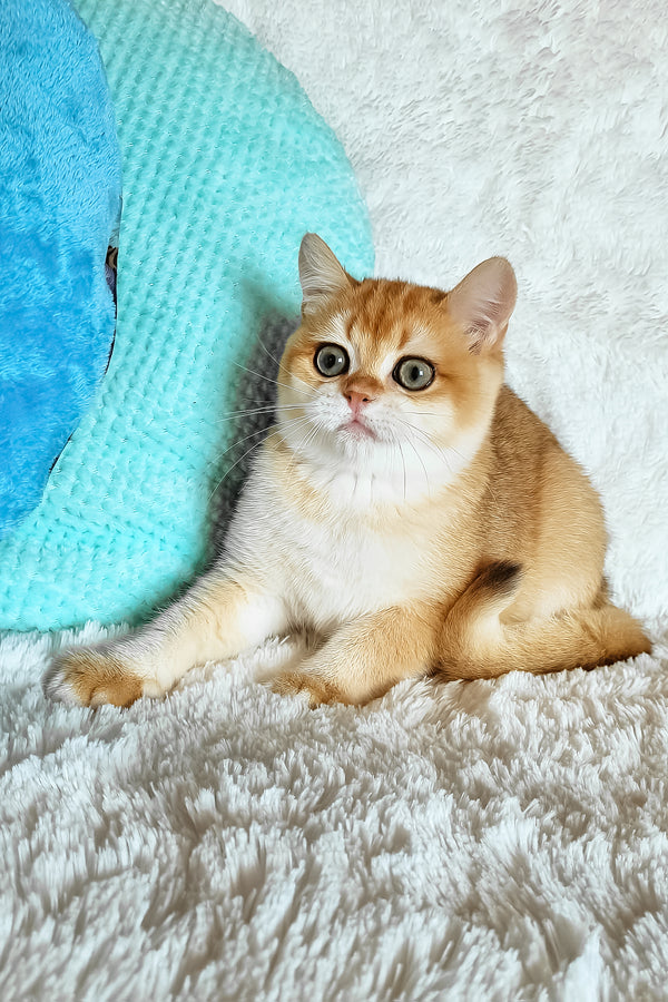 Lev | British Shorthair Kitten