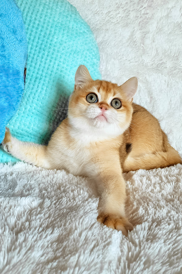 Lev | British Shorthair Kitten