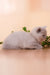 Mersedes | British Shorthair Kitten