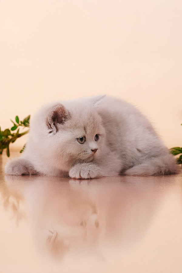 Mersedes | British Shorthair Kitten