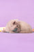 Mersedes | British Shorthair Kitten