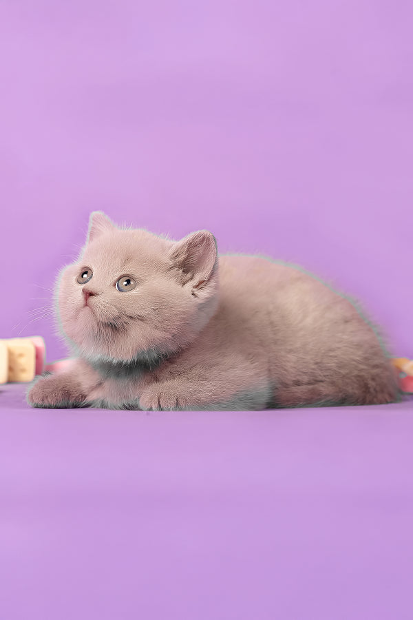 Mersedes | British Shorthair Kitten