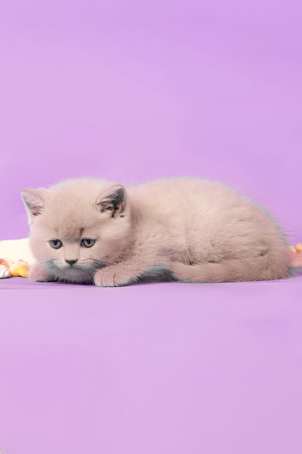 Mersedes | British Shorthair Kitten