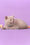 Mersedes | British Shorthair Kitten