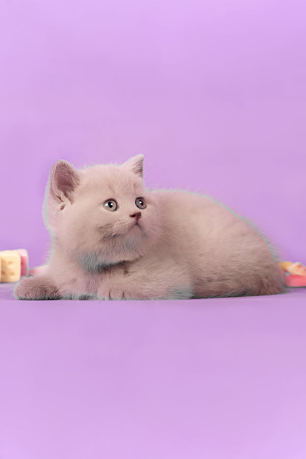 Mersedes | British Shorthair Kitten