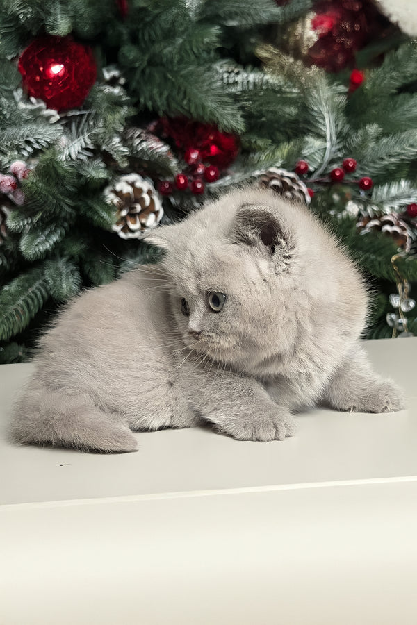 Nusha | British Shorthair Kitten