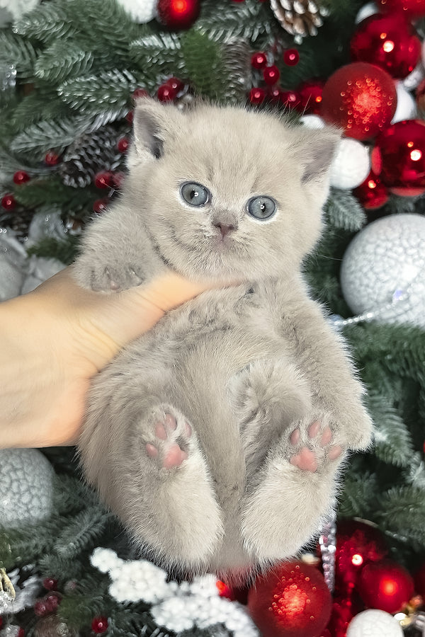Nusha | British Shorthair Kitten