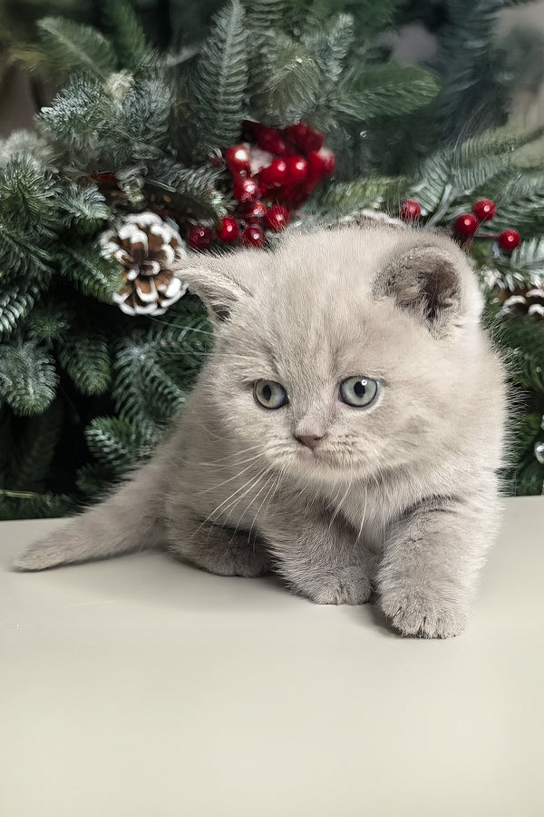 Nusha | British Shorthair Kitten