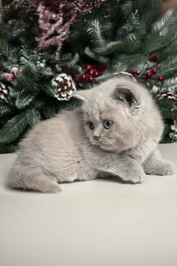 Nusha | British Shorthair Kitten